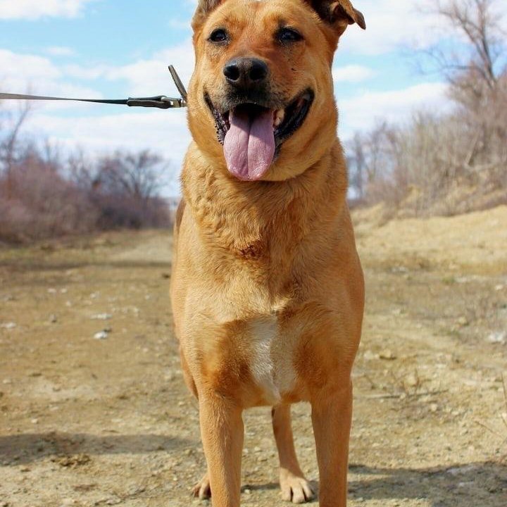 Собака Тэль