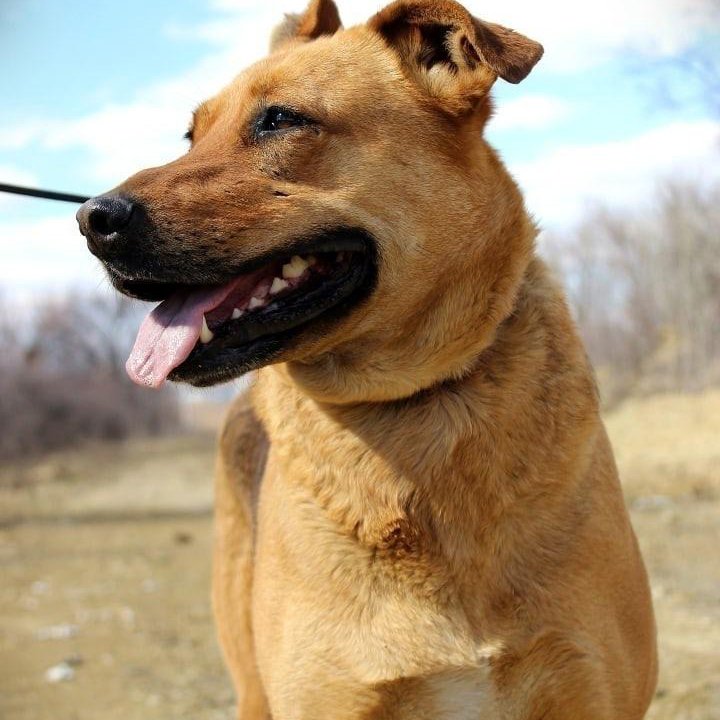 Собака Тэль