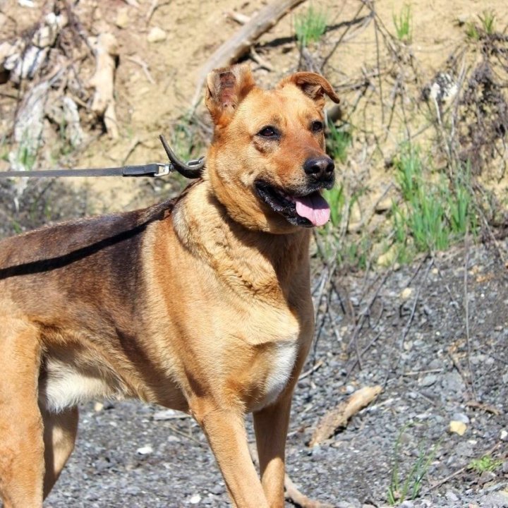 Собака Тэль