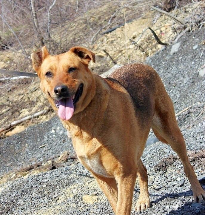 Собака Тэль