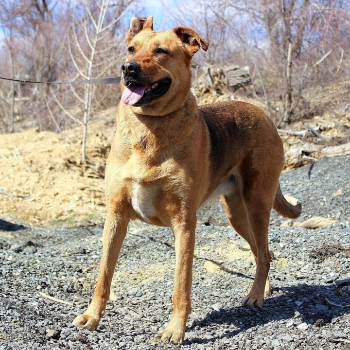 Собака Тэль