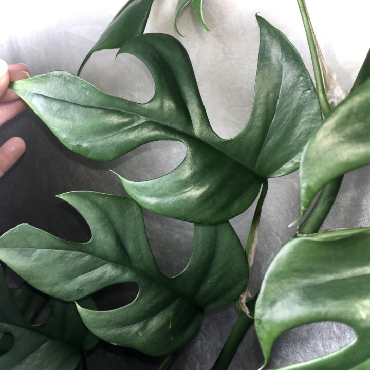 Монстера Минима, Рафидофора