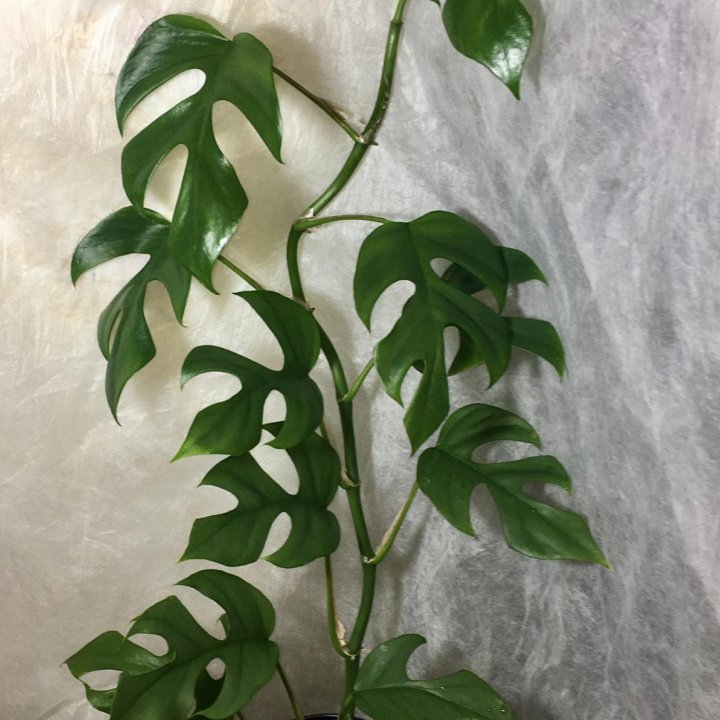 Монстера Минима, Рафидофора