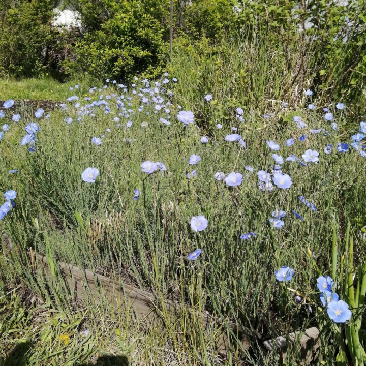 Ленок голубой