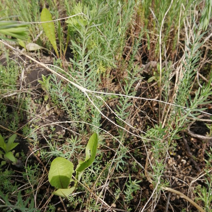 Ленок голубой