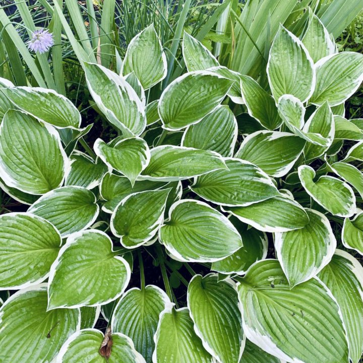 Хоста Antioch
