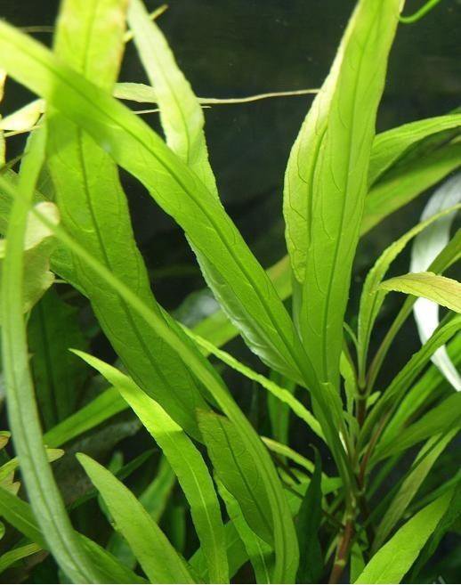 Лимонник узколистный (Hygrophila angustifolia)