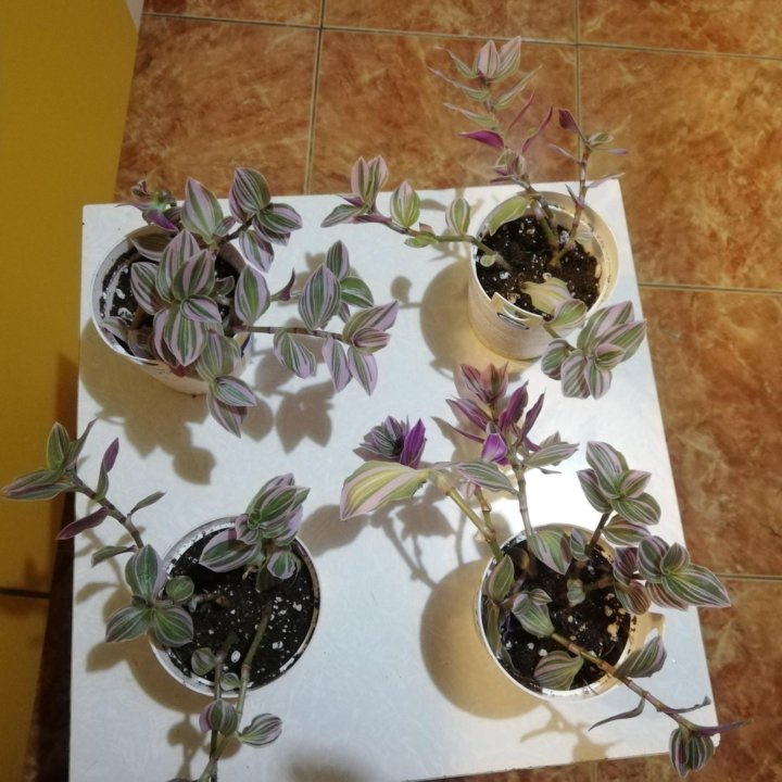 Традесканция