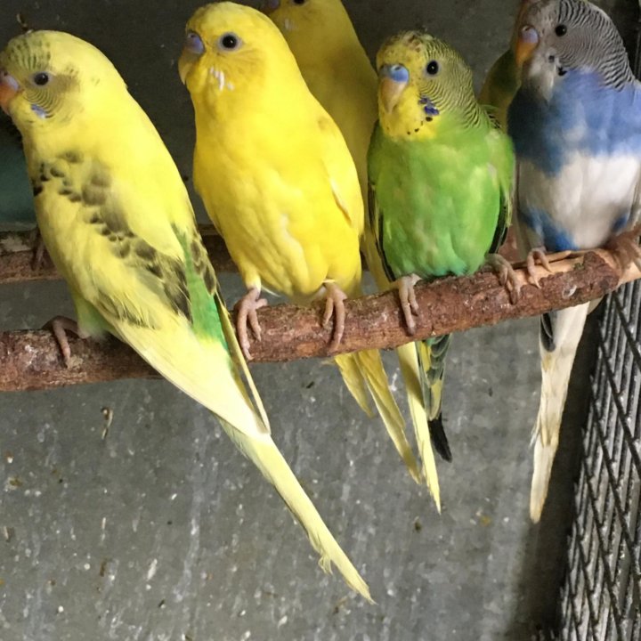Волнистые попугайчики домашнего разведения
