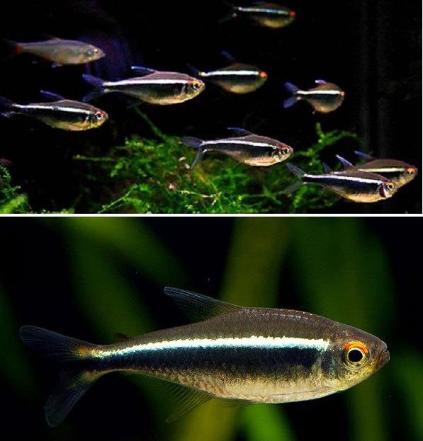 Неон черный (Hyphessobrycon herbertaxelrodi)