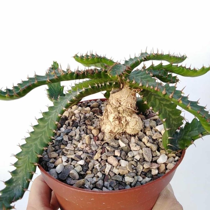 Euphorbia, Молочай, Эуфорбия, РАЗНЫЕ СЕМЕНА