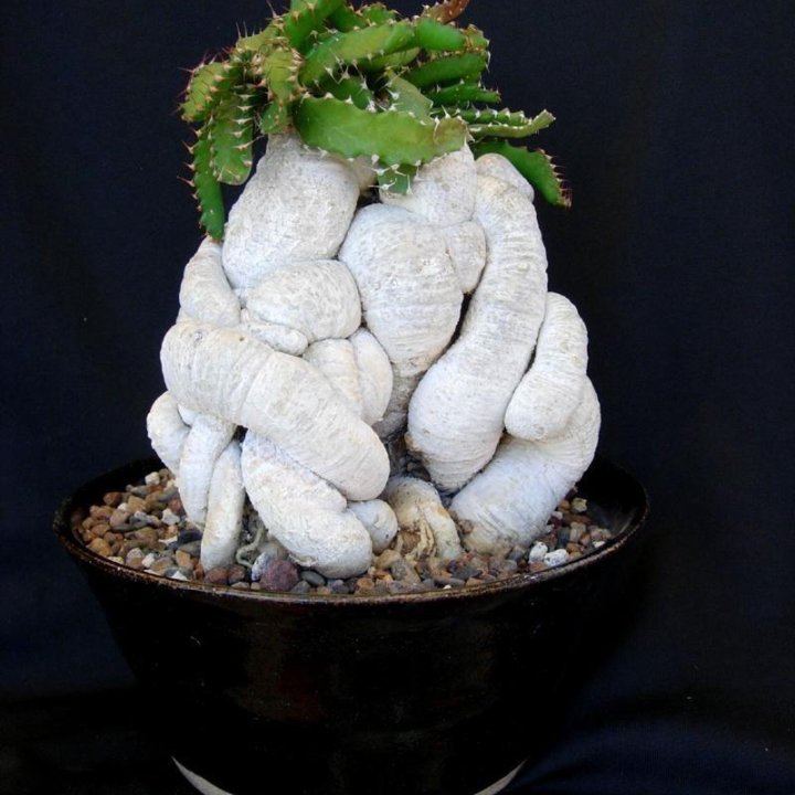 Euphorbia, Молочай, Эуфорбия, РАЗНЫЕ СЕМЕНА