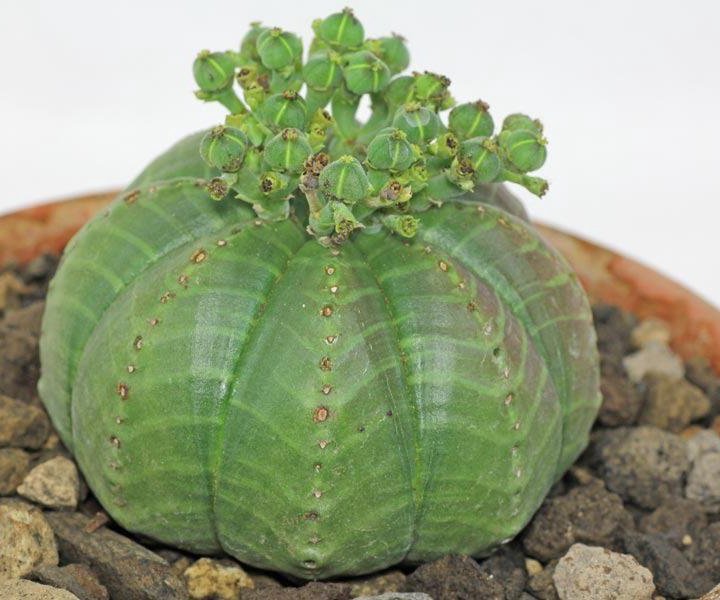 Euphorbia, Молочай, Эуфорбия, РАЗНЫЕ СЕМЕНА