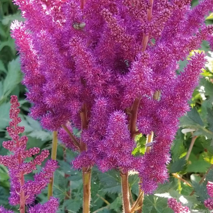 Астильба куст