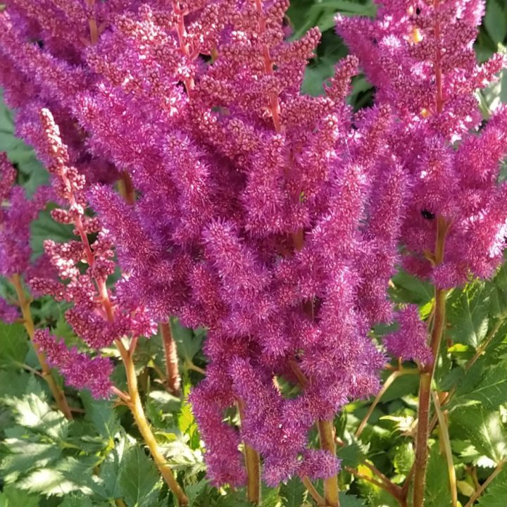 Астильба куст