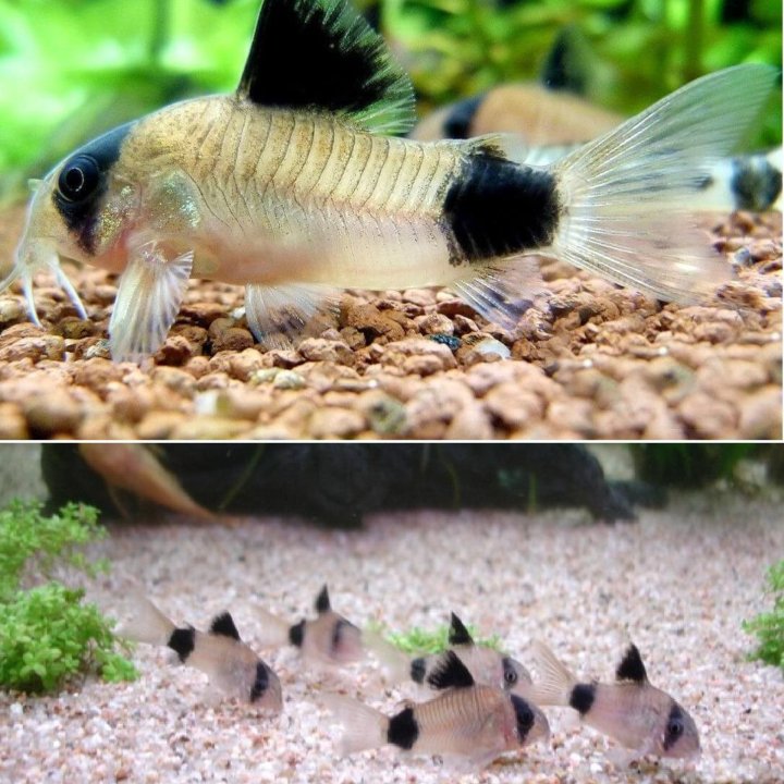 Сомик панда (Corydoras panda)