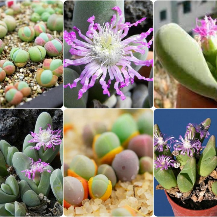 Gibbaeum Гиббеум, разные виды, семена