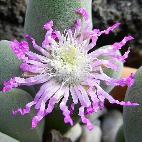 Gibbaeum Гиббеум, разные виды, семена