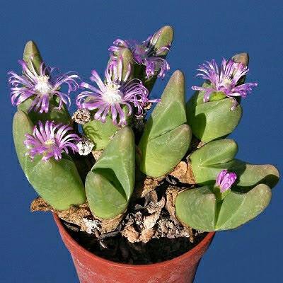 Gibbaeum Гиббеум, разные виды, семена