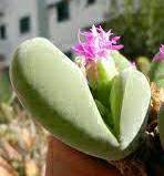 Gibbaeum Гиббеум, разные виды, семена