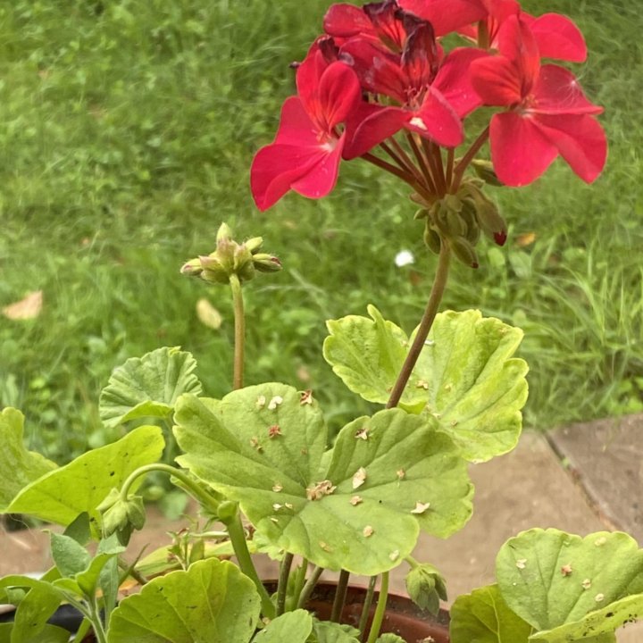 Пеларгония