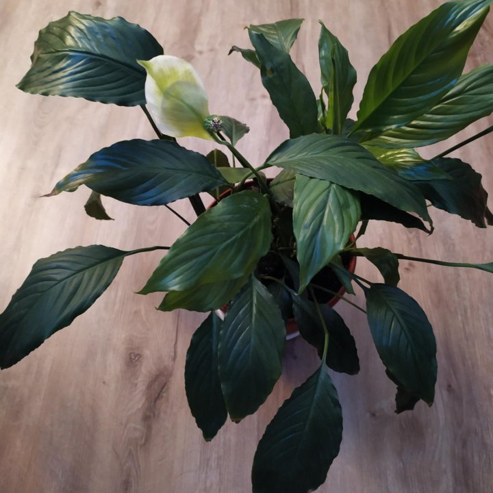 Спатифиллум