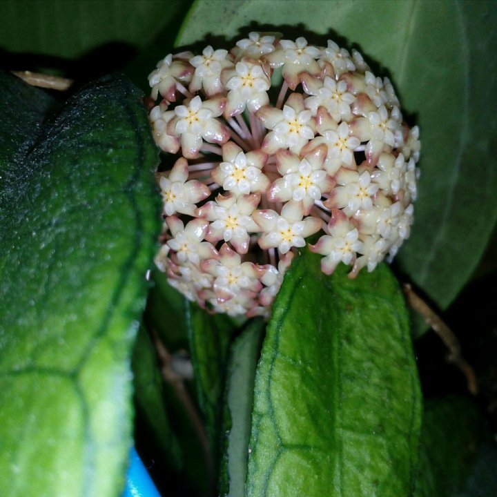 Hoya Finlaysonii