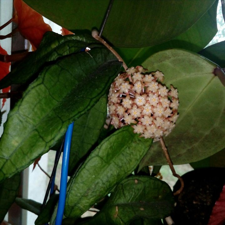 Hoya Finlaysonii