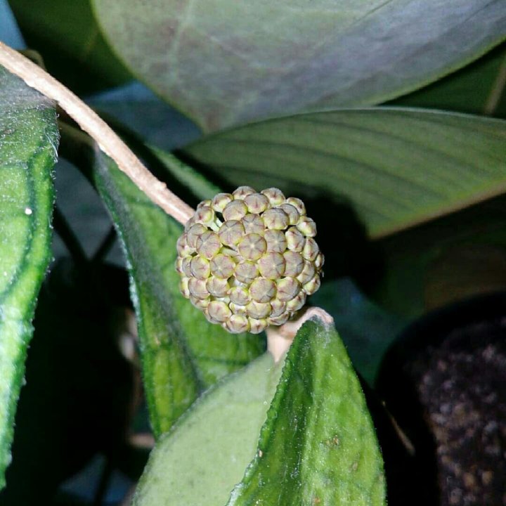 Hoya Finlaysonii