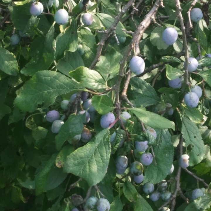 Терн саженцы