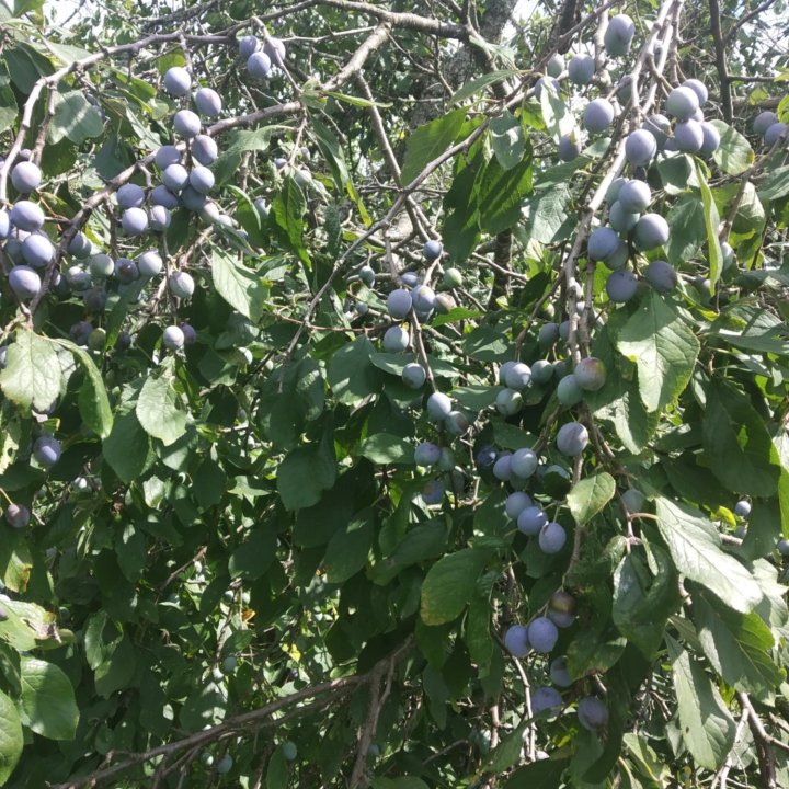 Терн саженцы