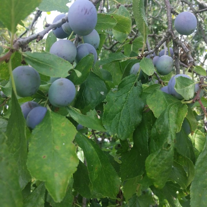 Терн саженцы