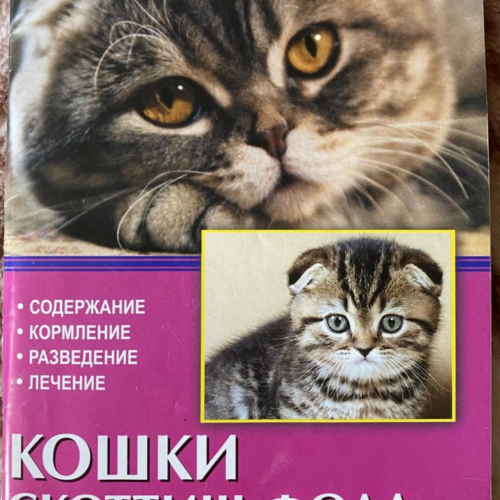 Кошки Скоттиш-фолд