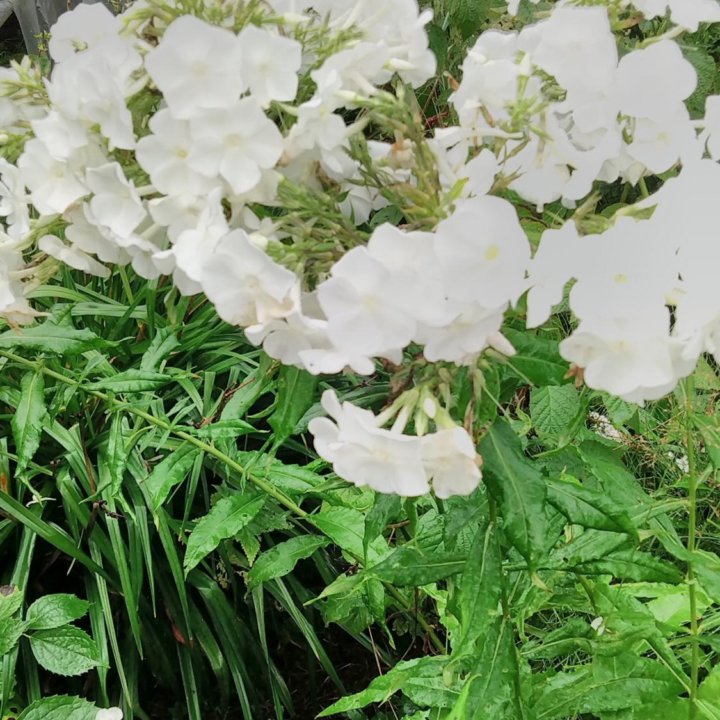 Флоксы белые