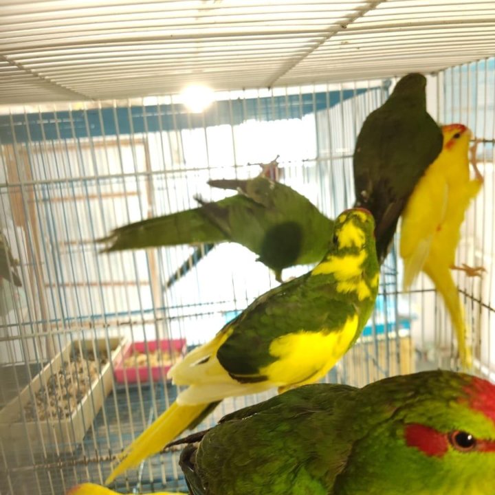 Новозеландские попугайчики