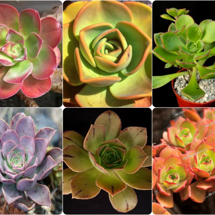 Aeonium, Эониумы, разные виды, семена