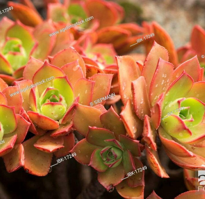 Aeonium, Эониумы, разные виды, семена