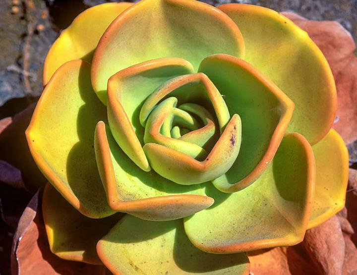 Aeonium, Эониумы, разные виды, семена