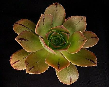 Aeonium, Эониумы, разные виды, семена