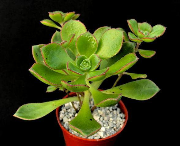 Aeonium, Эониумы, разные виды, семена