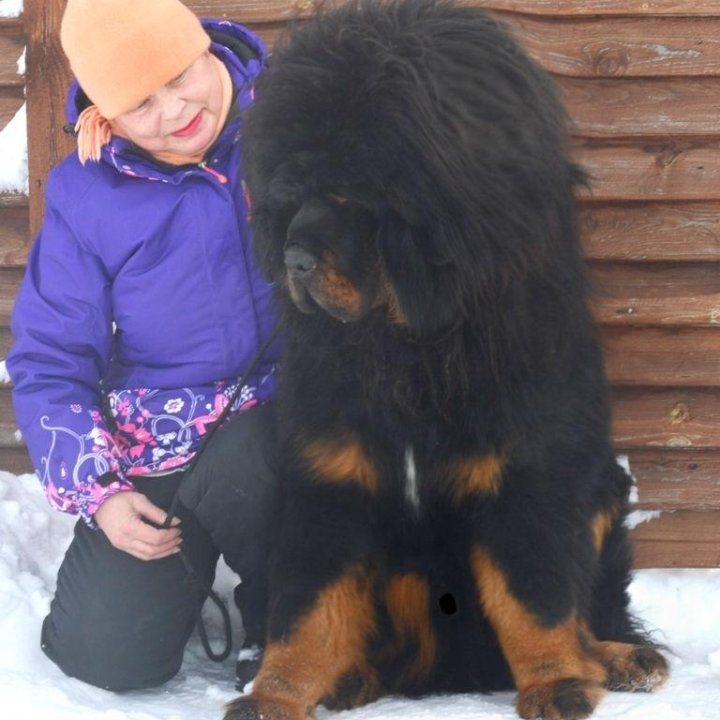 Тибетский мастиф. Кобель,Вязка