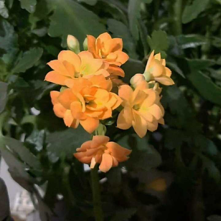 Каланхое, Сциндапсус, Хлорофитум домашние цветы