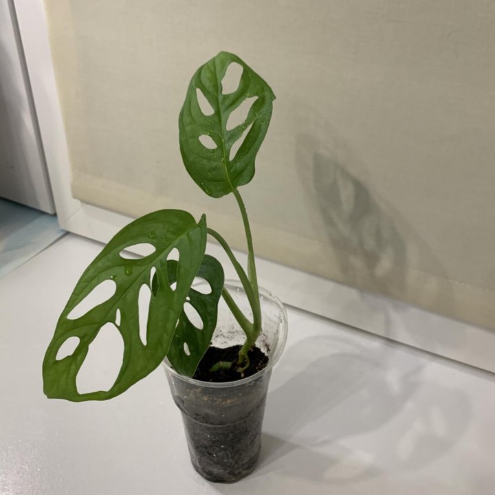 Монстера Манки