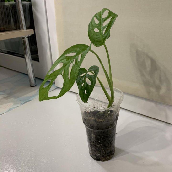 Монстера Манки