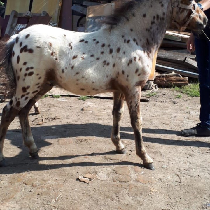 Продажа пони. Разные породы. Обмен.