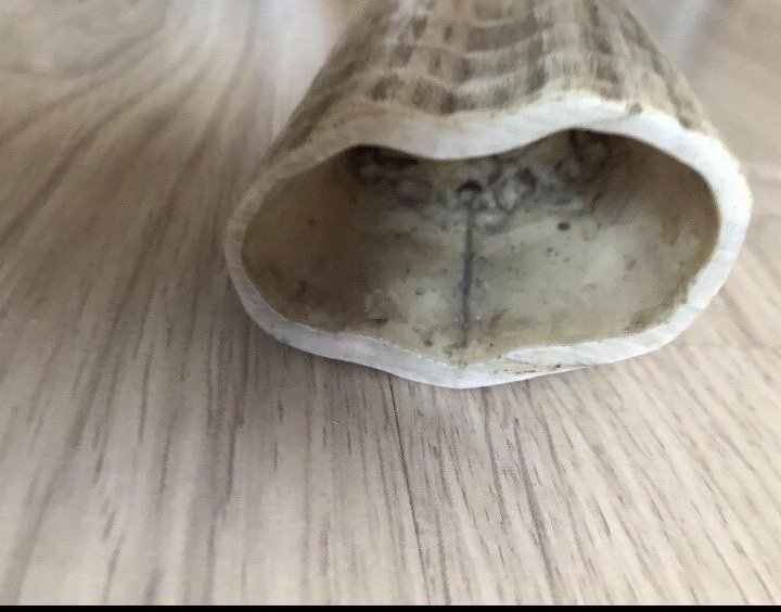 Клык для статуэток