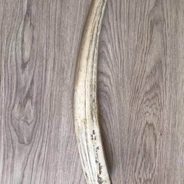 Клык для статуэток