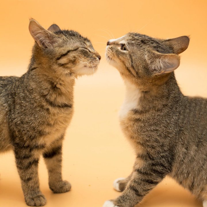 Котята в добрые руки , один или больше