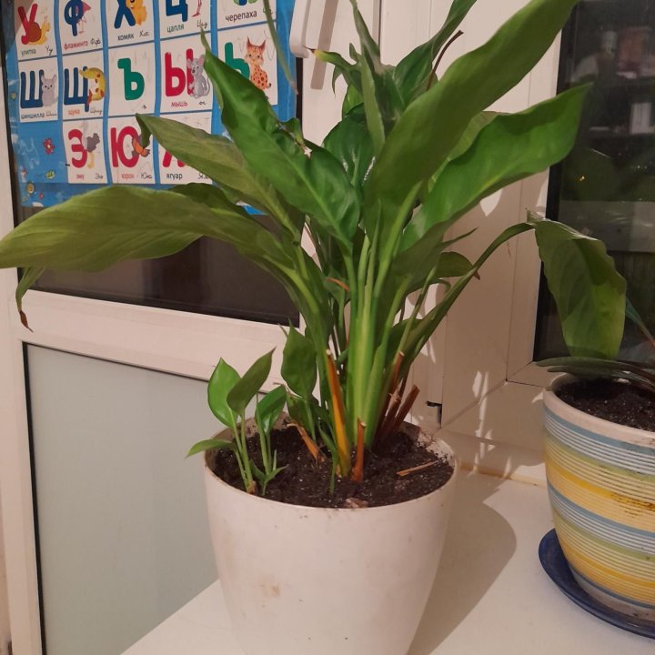 Спатифиллум