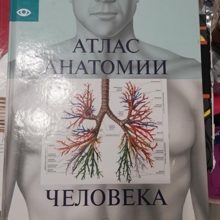 Атлас по анатомии человека